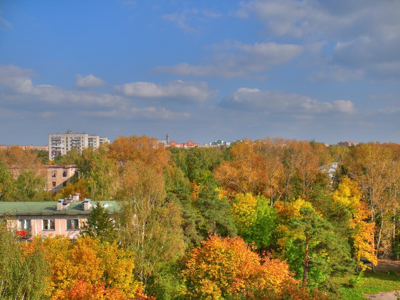 Trees2.jpg