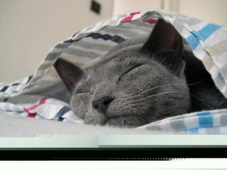 sleep_kitten_32.jpg