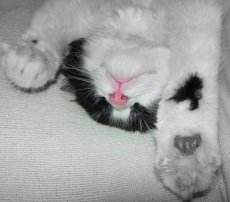sleep_kitten_31.jpg