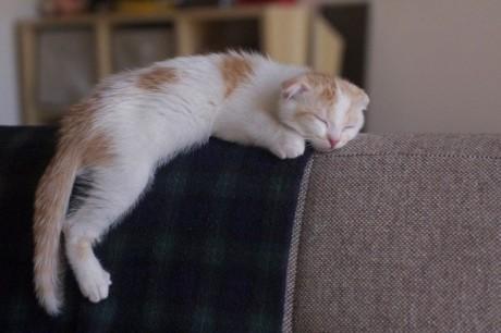 sleep_kitten_27.jpg
