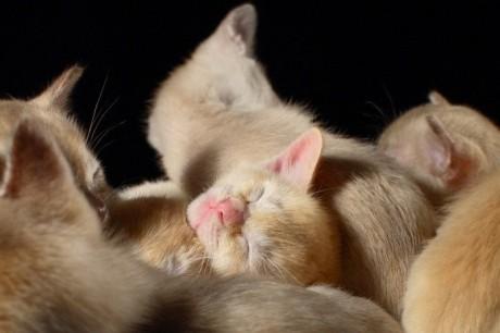 sleep_kitten_25.jpg