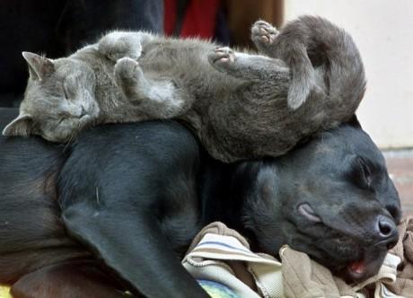 sleep_kitten_24.jpg