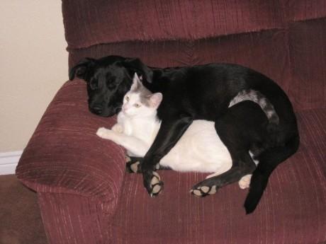 sleep_kitten_23.jpg