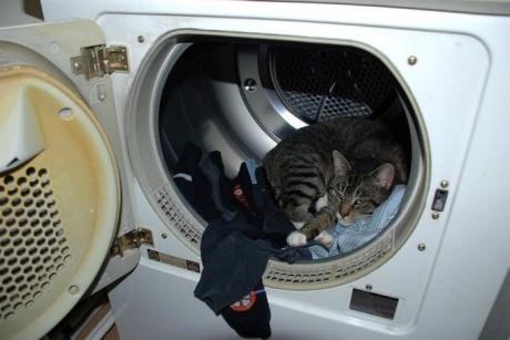 sleep_kitten_22.jpg