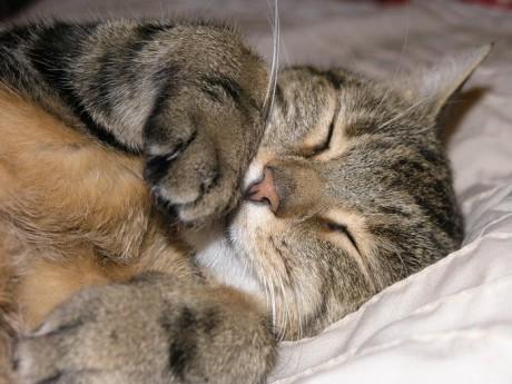 sleep_kitten_21.jpg