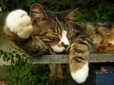 sleep_kitten_19.jpg