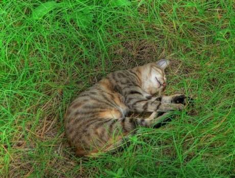 sleep_kitten_16.jpg