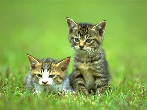 kitten_003.jpg
