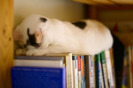 sleep_kitten_15.jpg