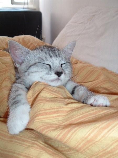 sleep_kitten_14.jpg