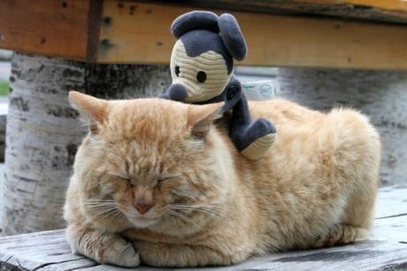 sleep_kitten_13.jpg