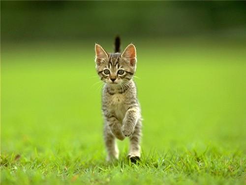 kitten_017.jpg