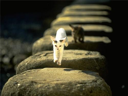 kitten_013.jpg