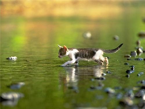 kitten_012.jpg