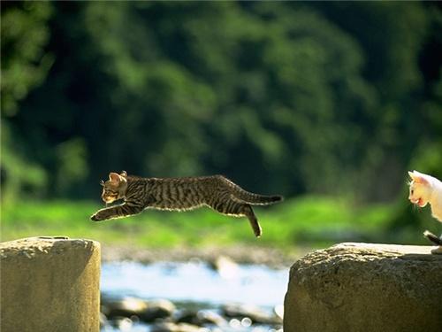 kitten_022.jpg