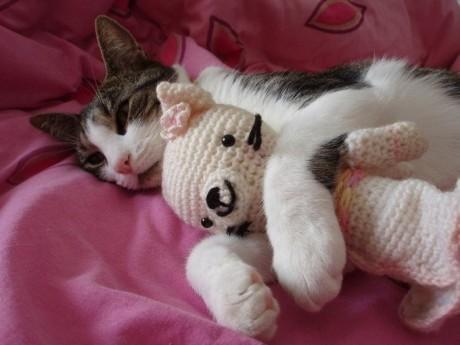 sleep_kitten_11.jpg