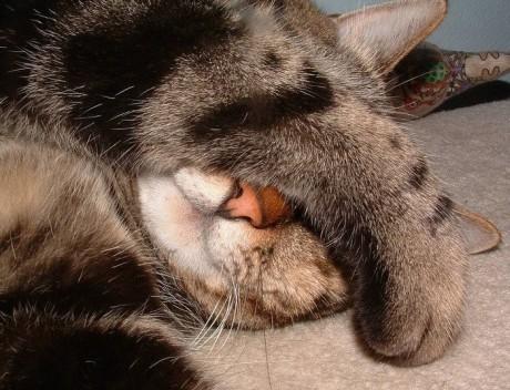 sleep_kitten_09.jpg