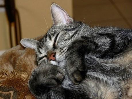 sleep_kitten_07.jpg