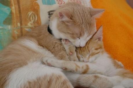 sleep_kitten_02.jpg