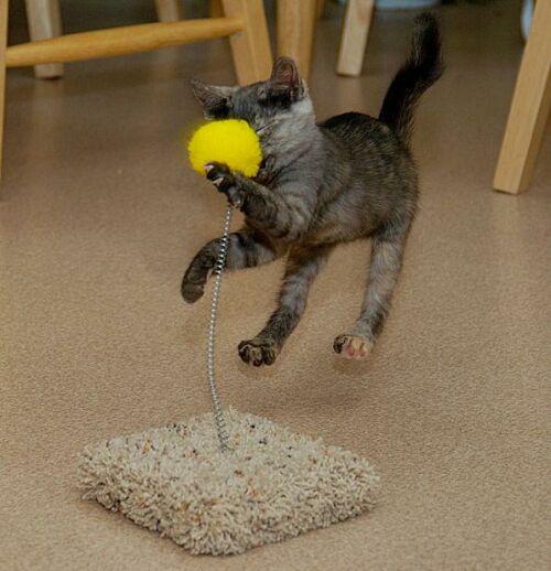 mornin_kitten_22.jpg