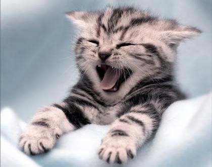 mornin_kitten_11.jpg