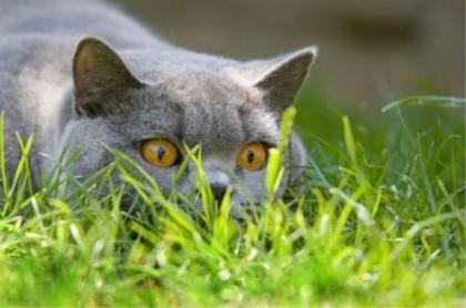mornin_kitten_07.jpg