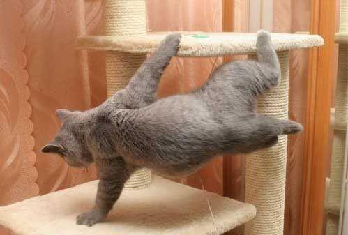 mornin_kitten_03.jpg