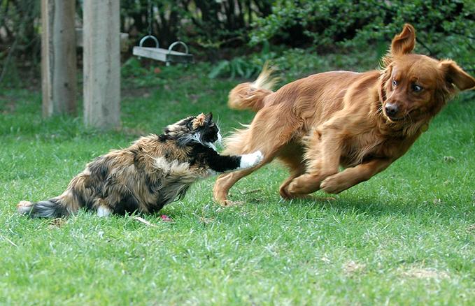 Vis_vs_chappi.jpg