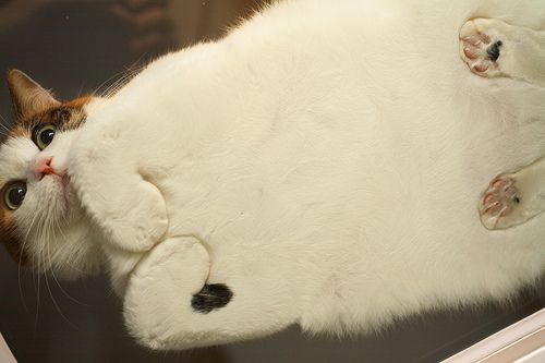 cats_secrt_1.jpg