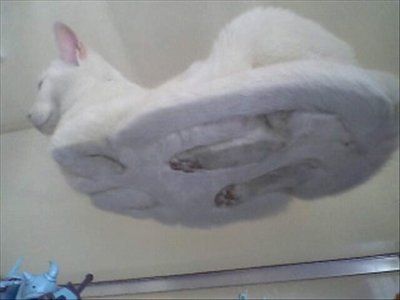 cats_secrt_2.jpg