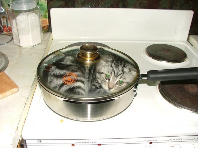 cat2.jpg