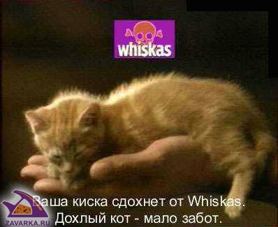 Вискас.jpg