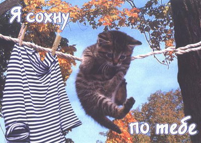 Сохнущий котёнок.jpg