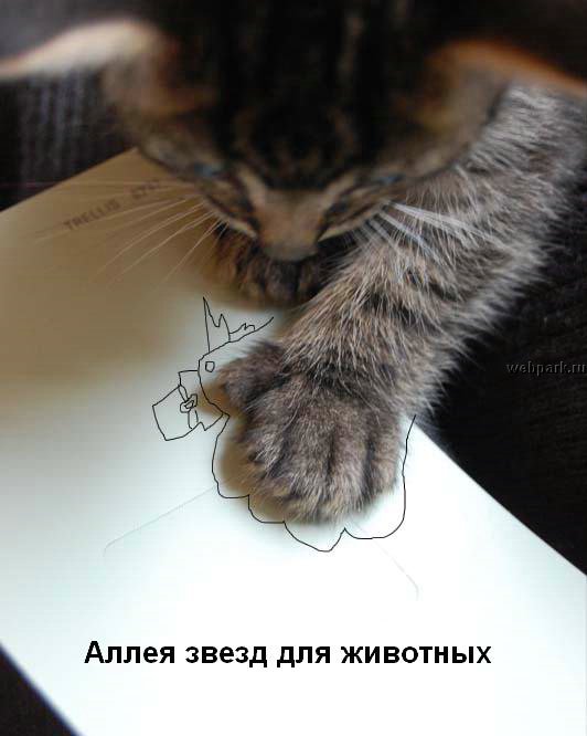 talkin_cats_39.jpg