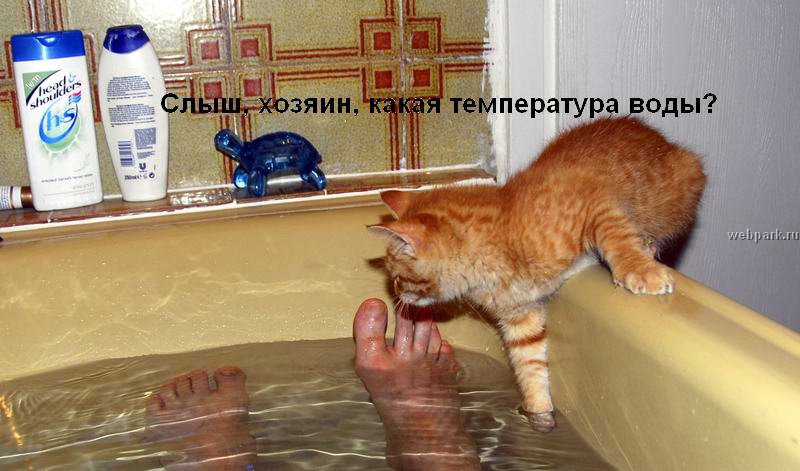talkin_cats_36.jpg