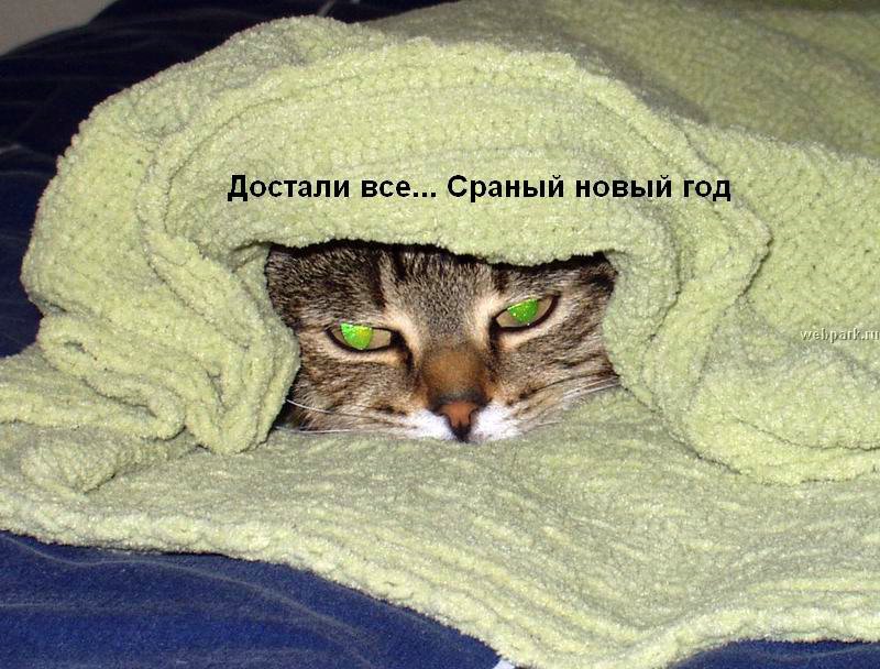 talkin_cats_37.jpg