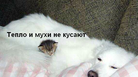 talkin_cats_38.jpg