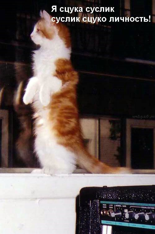 talkin_cats_32.jpg