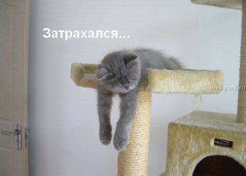 talkin_cats_34.jpg