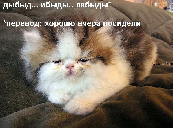 talkin_cats_35.jpg