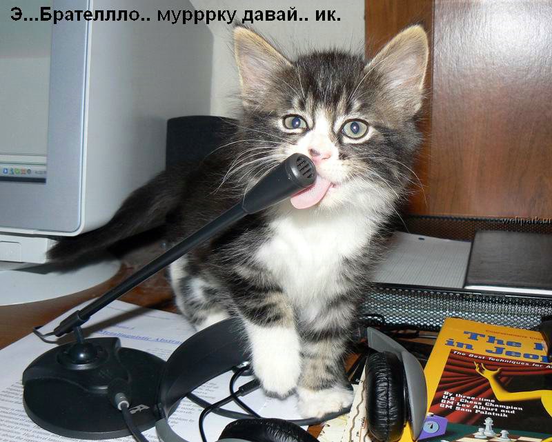 talkin_cats_30.jpg