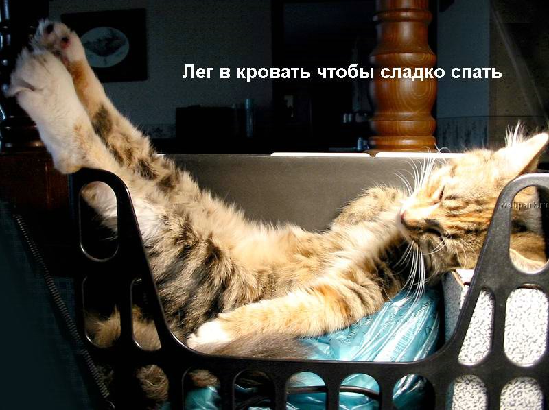 talkin_cats_31.jpg