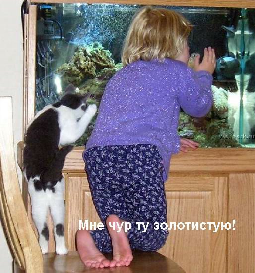 talkin_cats_26.jpg
