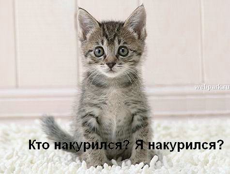 talkin_cats_27.jpg