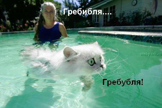 talkin_cats_28.jpg