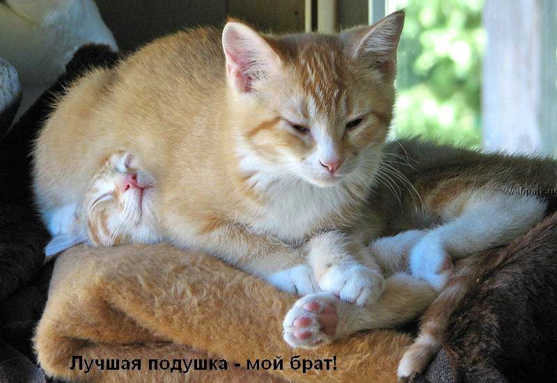 talkin_cats_25.jpg