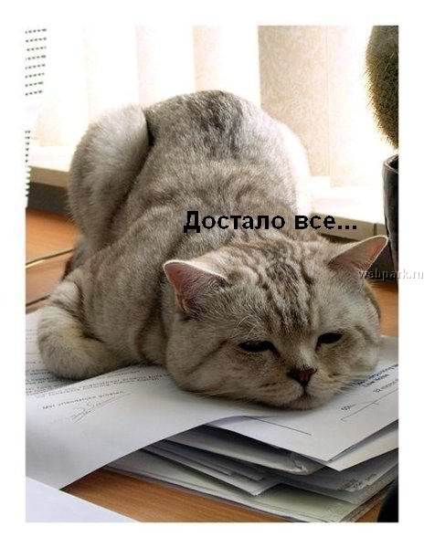 talkin_cats_2.jpg