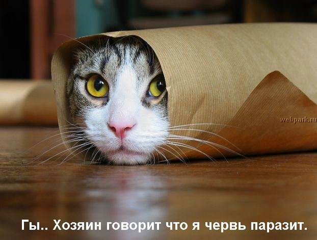 talkin_cats_1.jpg