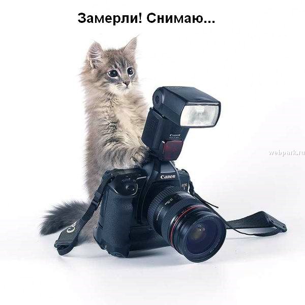 talkin_cats_3.jpg