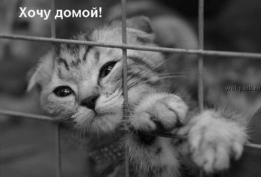 talkin_cats_4.jpg